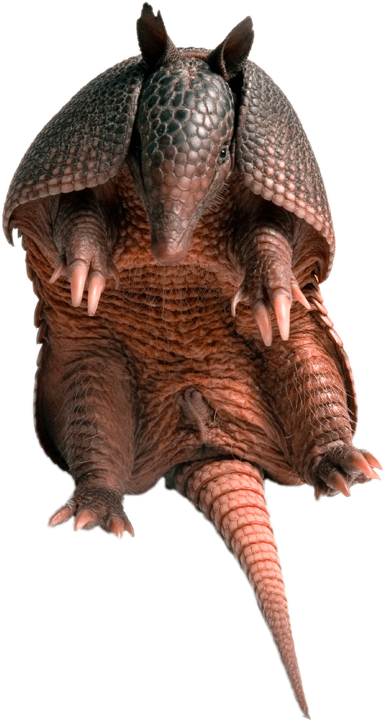 Armadillo Standing Transparent Background PNG image