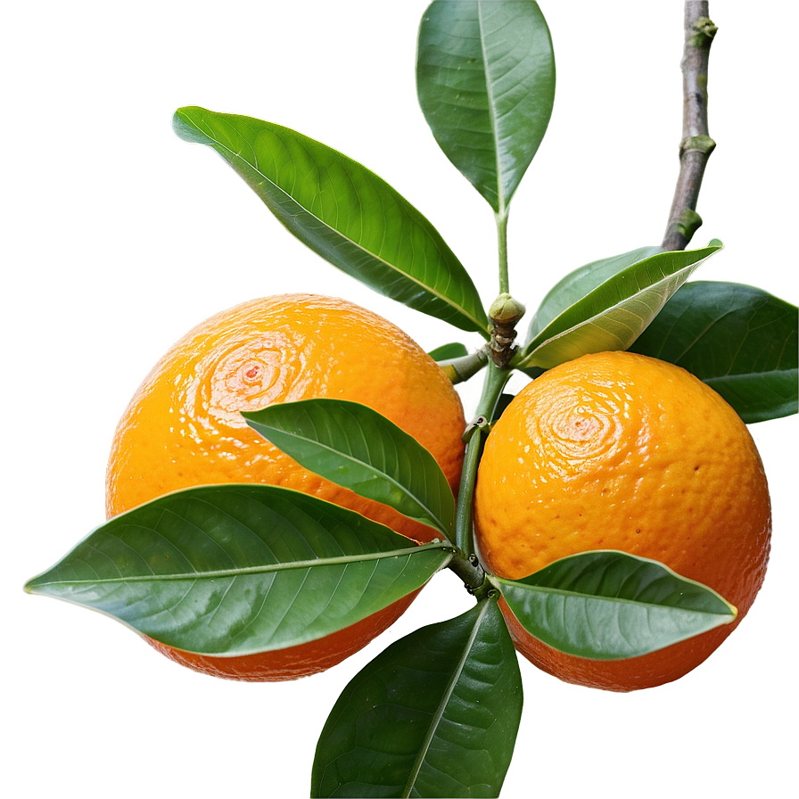 Aromatic Orange Tree Png 06132024 PNG image