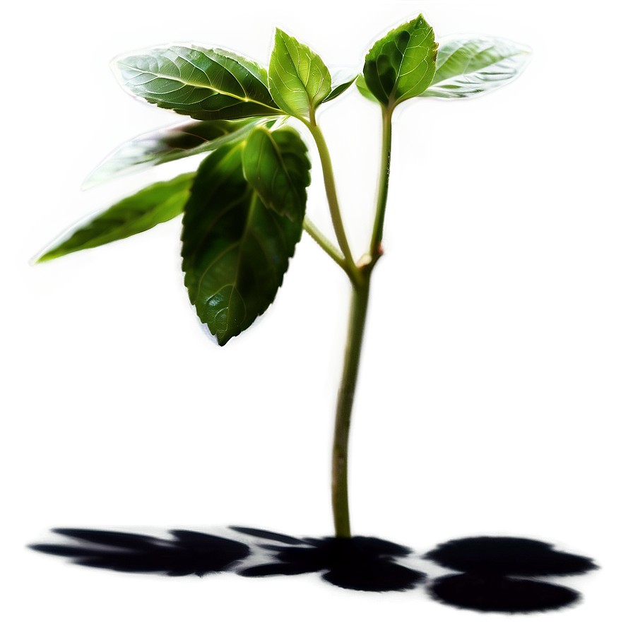 Aromatic Plant Shadow Image Png Bno PNG image