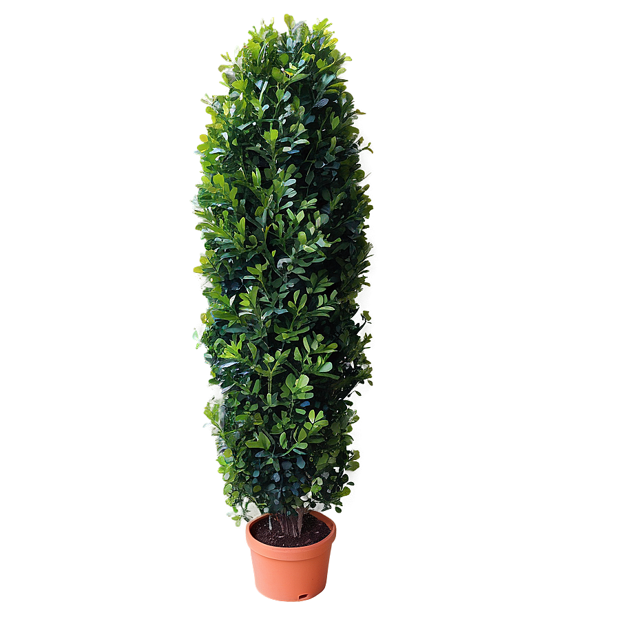 Artificial Boxwood Png 70 PNG image