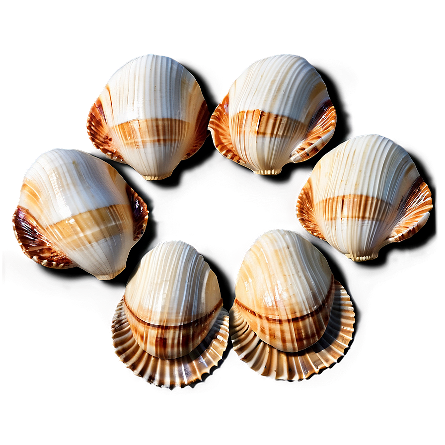 Artistic Shells Arrangement Png Fvf47 PNG image