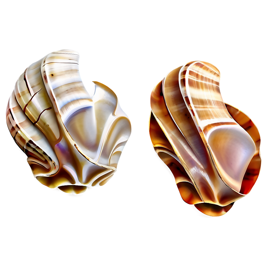 Artistic Shells Arrangement Png Ttr PNG image