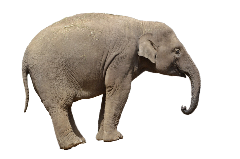 Asian Elephant Side View PNG image