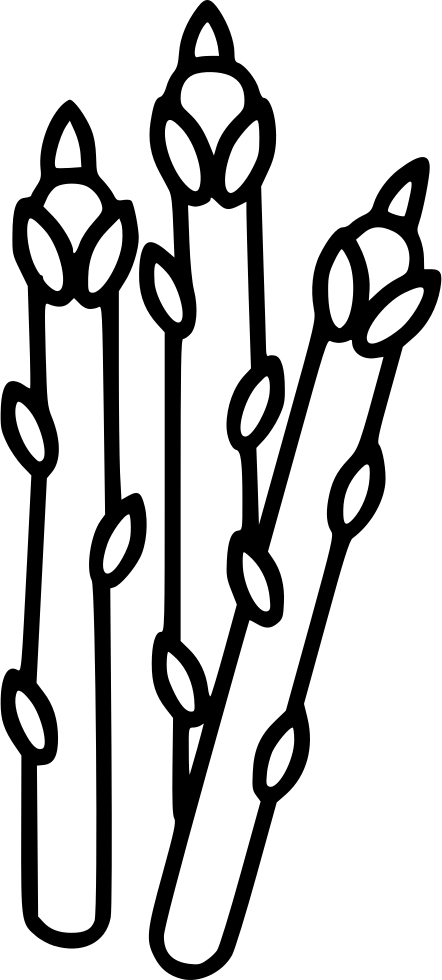 Asparagus Stalks Line Art PNG image