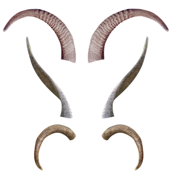 Assorted Animal Hornsand Antlers PNG image