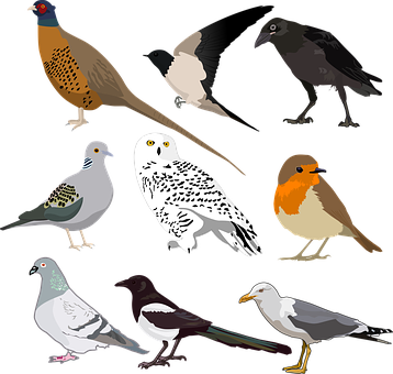 Assorted_ Bird_ Illustrations_ Vector PNG image