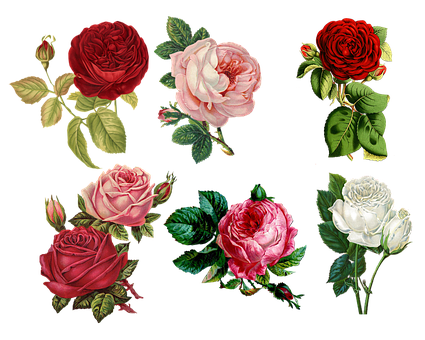 Assorted_ Colorful_ Roses_ Artwork PNG image