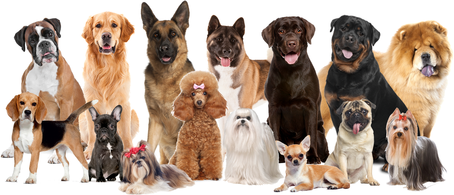 Assorted Dog Breeds Group PNG image