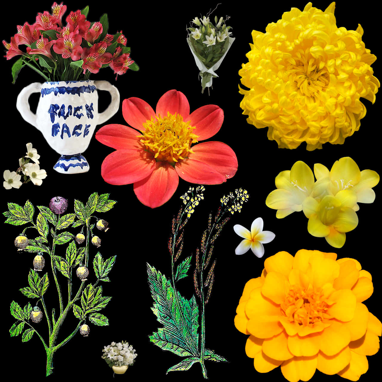 Assorted Floral Collection Black Background PNG image