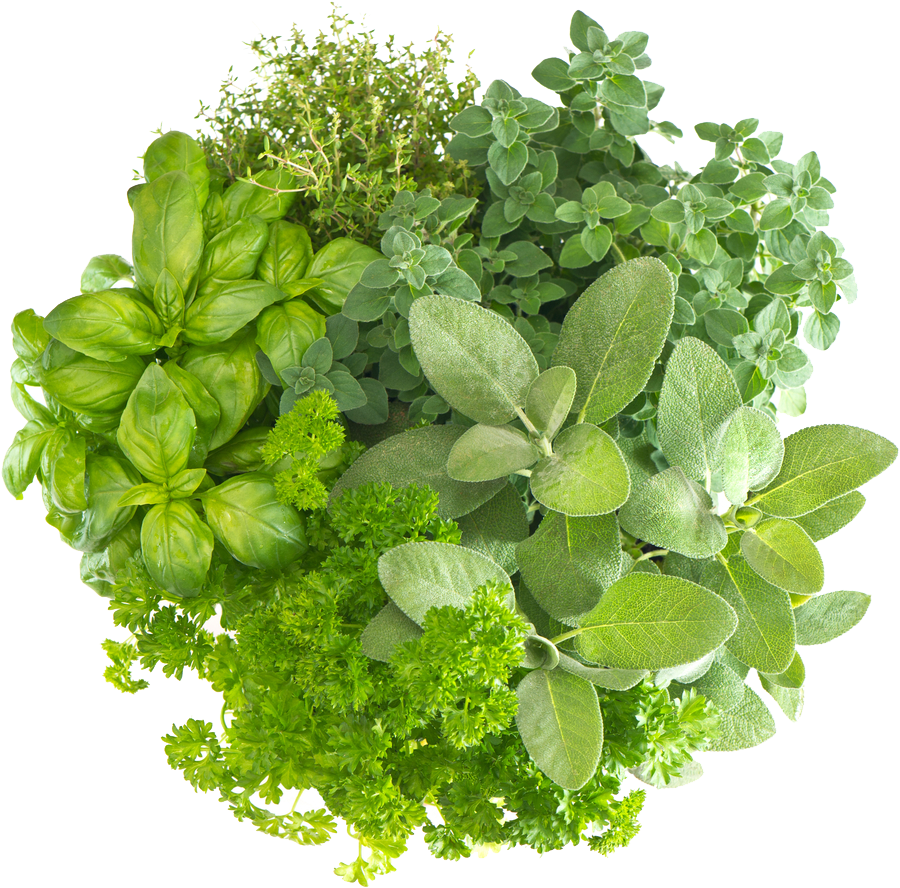 Assorted Fresh Herbs Collection PNG image