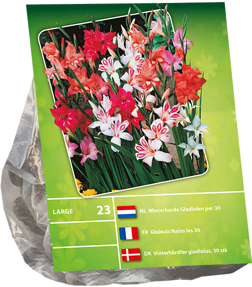 Assorted Gladiolus Bulb Packaging PNG image