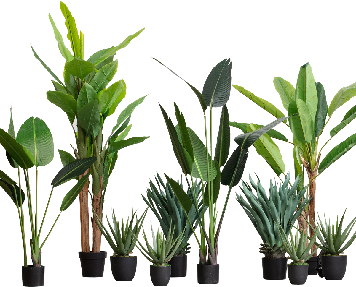 Assorted Indoor Plants Collection PNG image