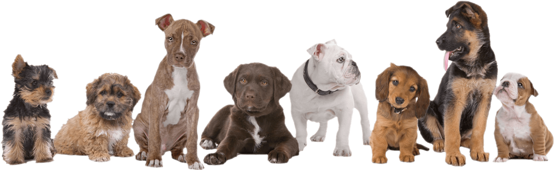 Assorted Puppy Breeds Lineup PNG image