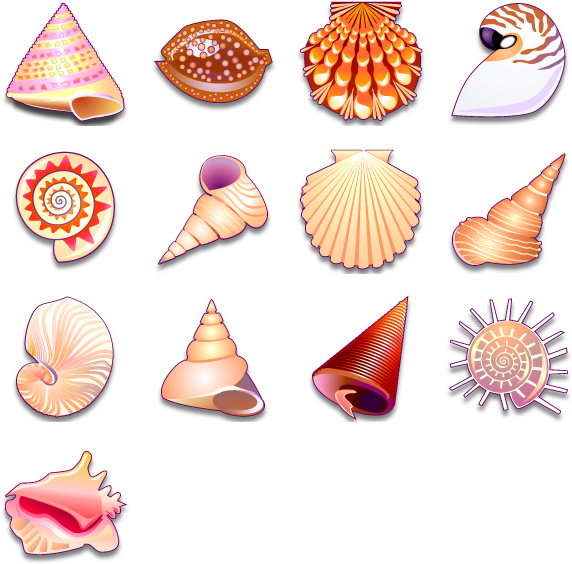 Assorted Seashell Collection PNG image