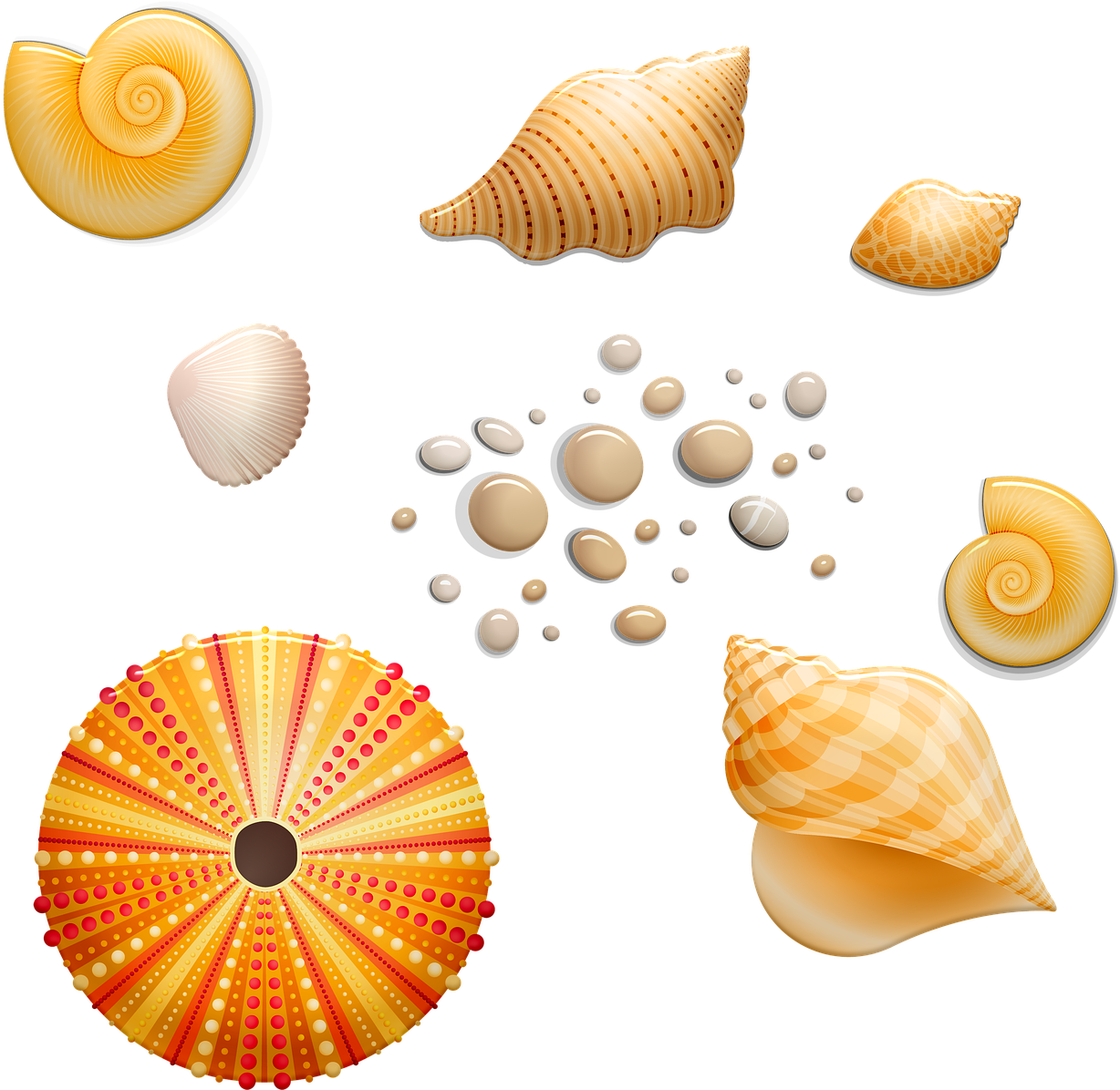 Assorted Seashellsand Sand Collection PNG image