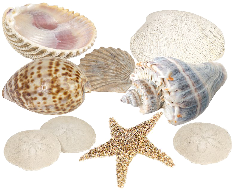 Assorted Seashellsand Starfish Collection PNG image