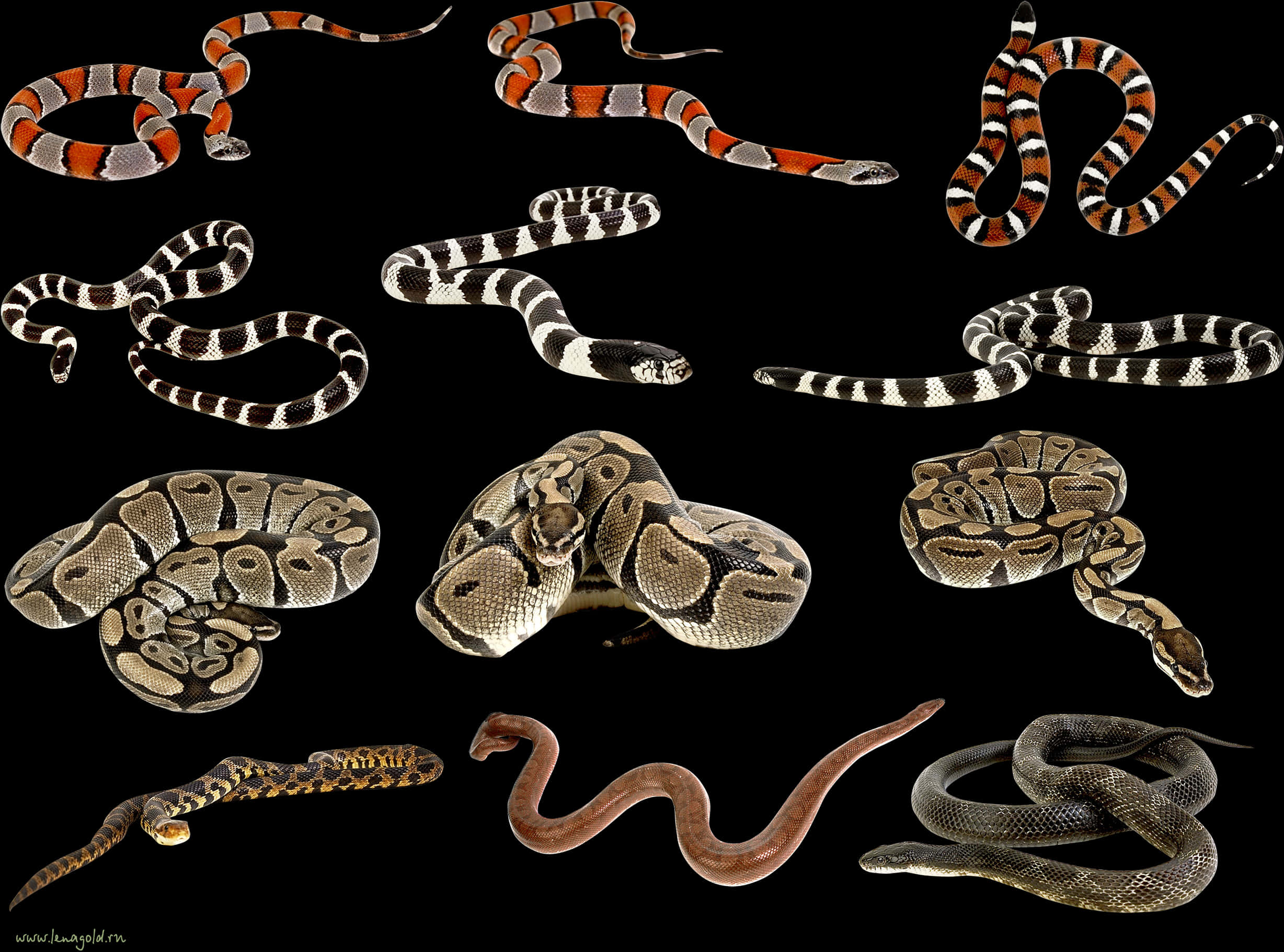 Assorted Snake Species Collection PNG image