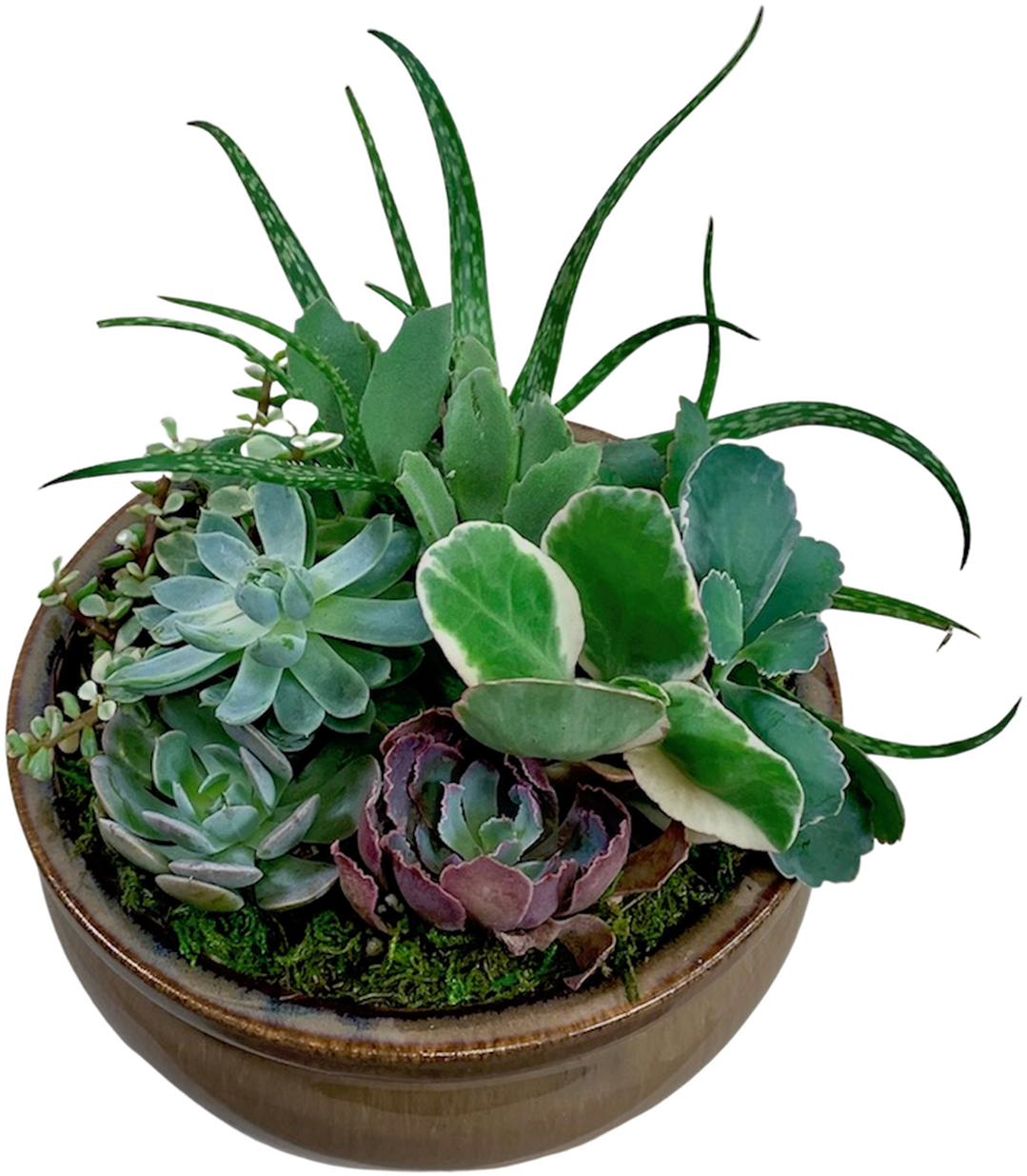 Assorted Succulentsin Planter PNG image