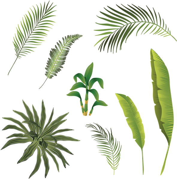 Assorted_ Tropical_ Palm_ Leaves PNG image