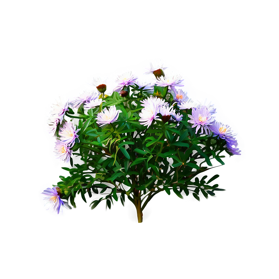 Aster Flower Bush Png 06122024 PNG image