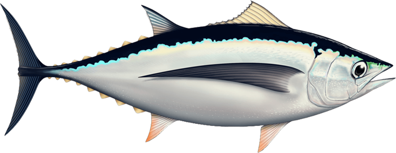 Atlantic Bluefin Tuna Illustration PNG image