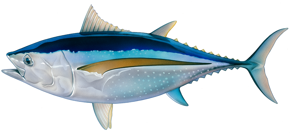 Atlantic Bluefin Tuna Illustration PNG image