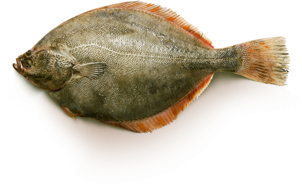 Atlantic Flounder Fish Isolated PNG image