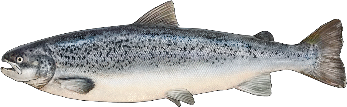 Atlantic Salmon Illustration PNG image