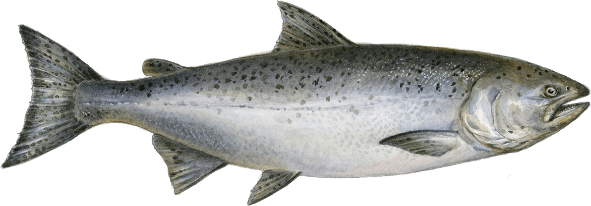 Atlantic Salmon Illustration PNG image