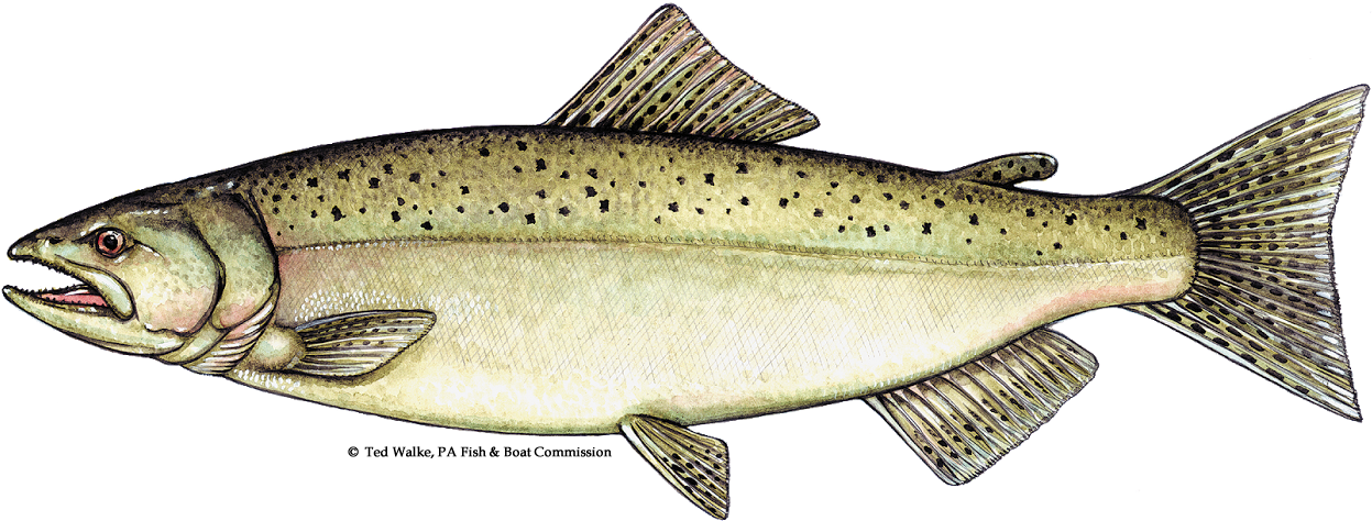 Atlantic Salmon Illustration PNG image