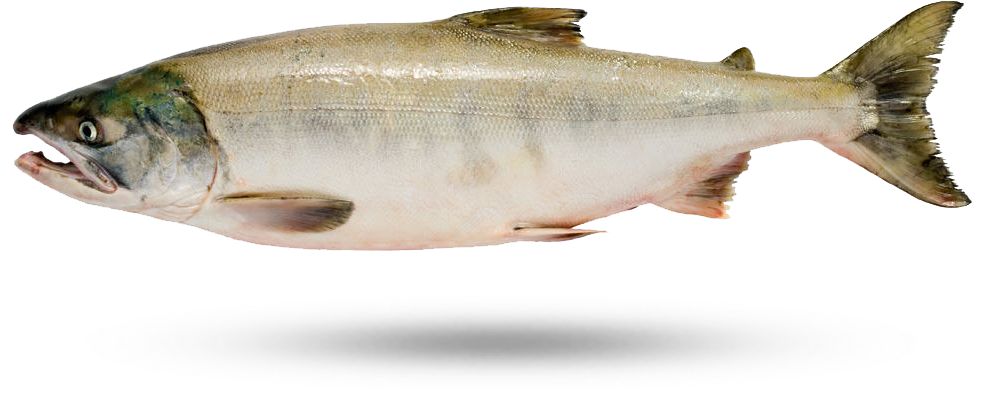 Atlantic Salmon Isolated PNG image