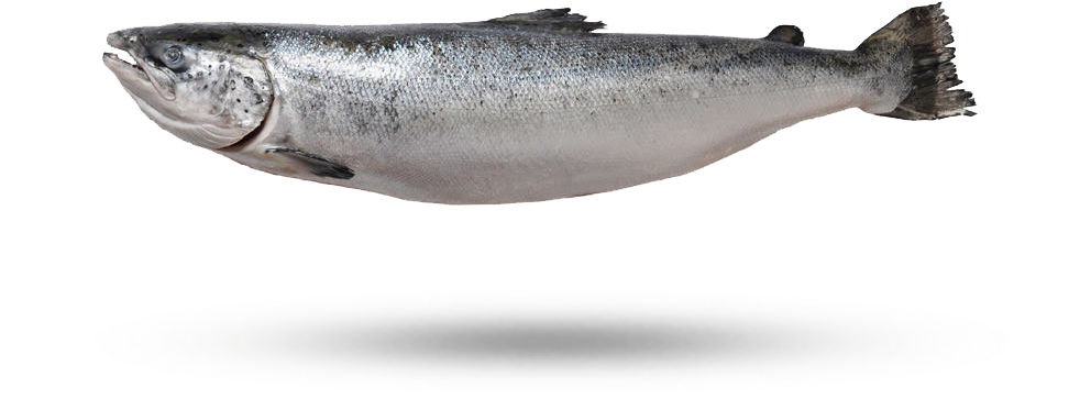 Atlantic Salmon Side View PNG image