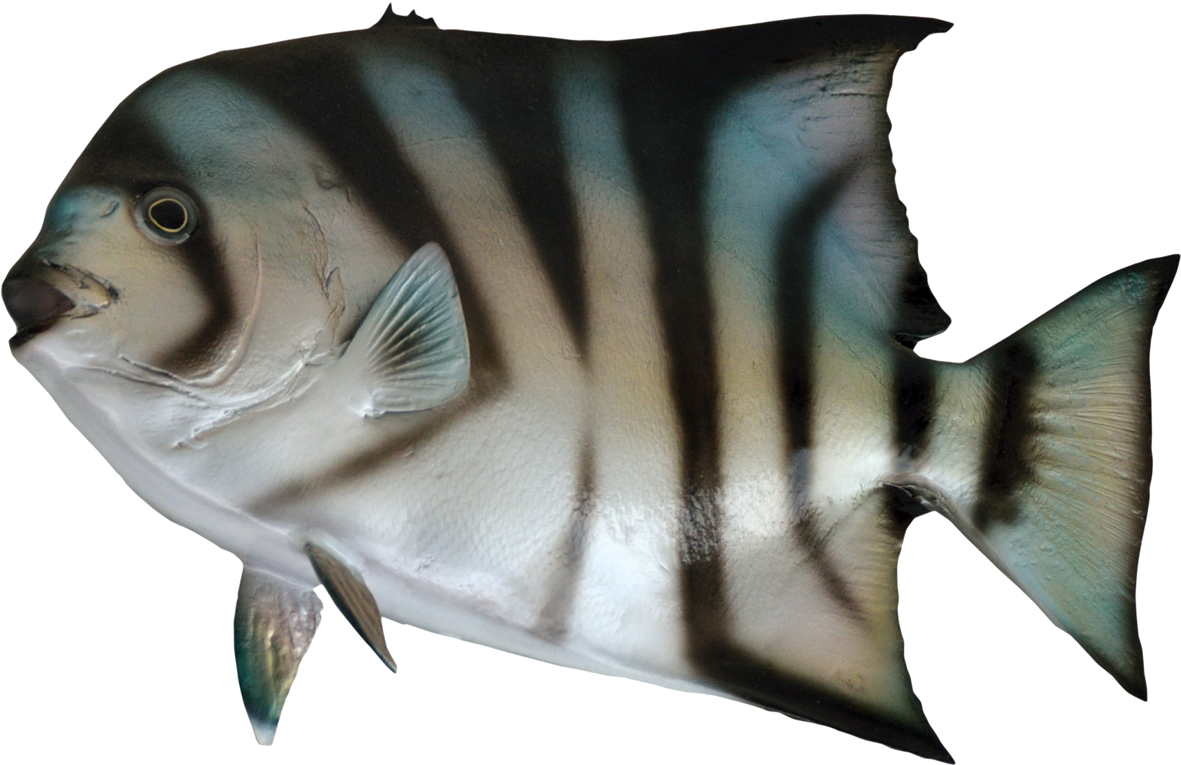 Atlantic Spade Fish Side View PNG image