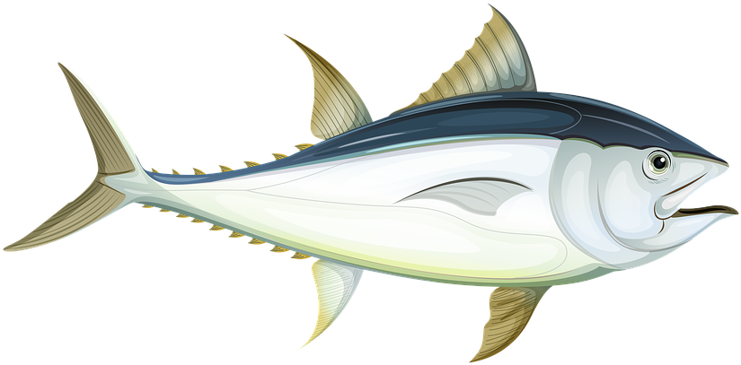 Atlantic Tuna Illustration PNG image