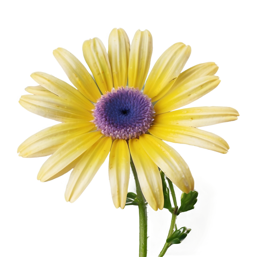 Attractive Daisy Representation Png 06202024 PNG image