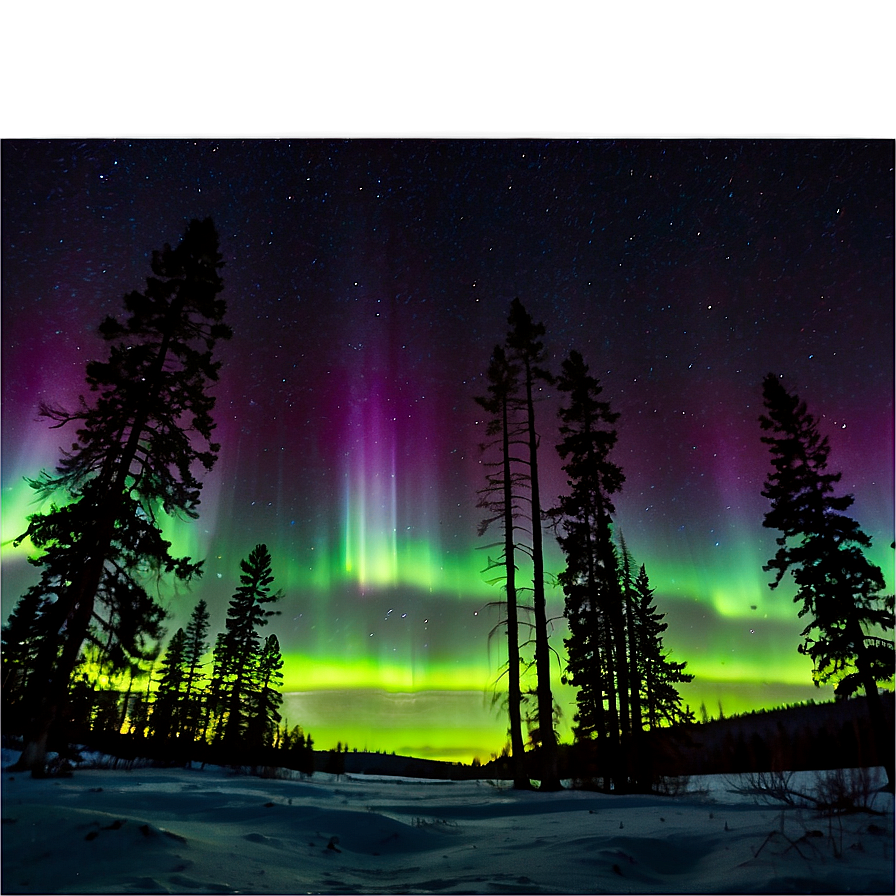 Aurora Borealis Through Pine Trees Png Fhy78 PNG image