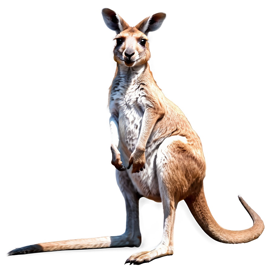 Australian Kangaroo Png 87 PNG image