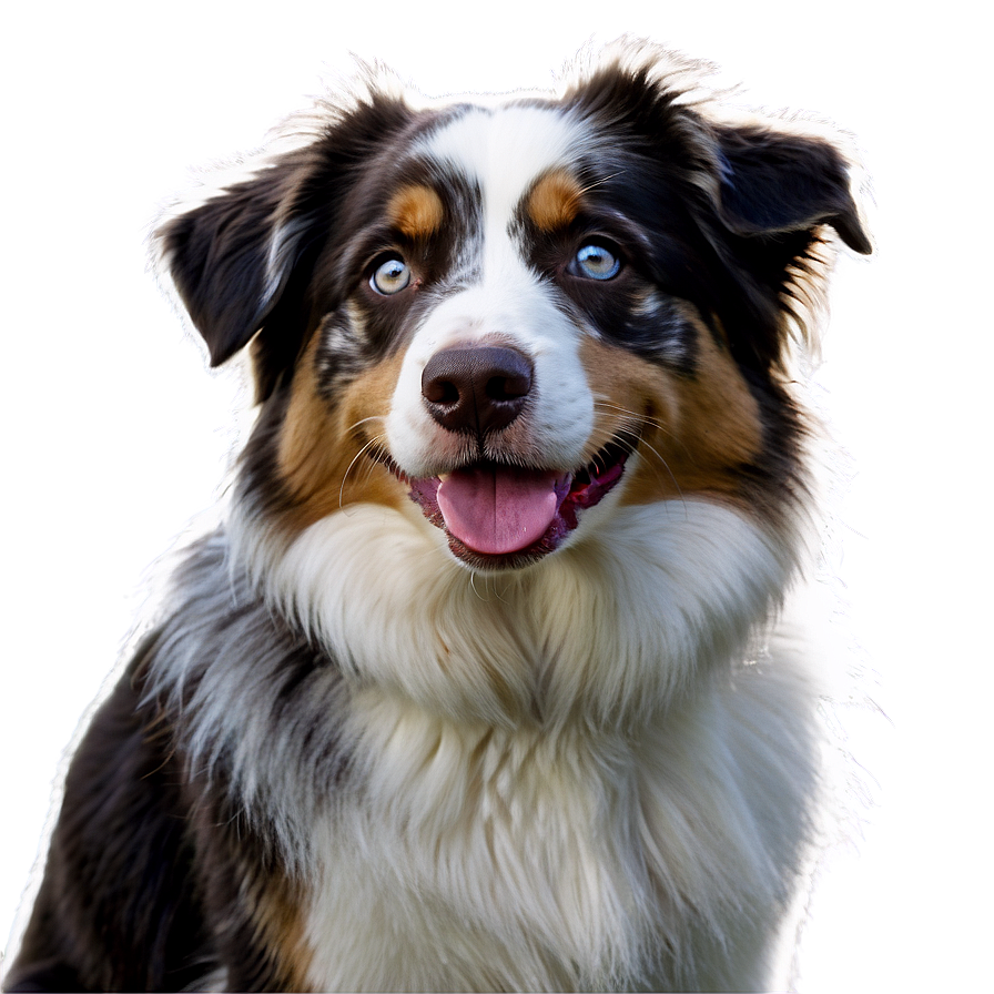 Australian Shepherd On Farm Png 22 PNG image