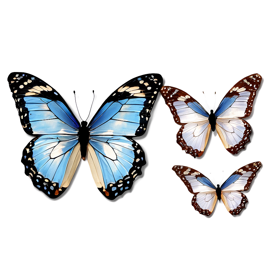 Authentic Butterfly Graphic Png Pqk69 PNG image