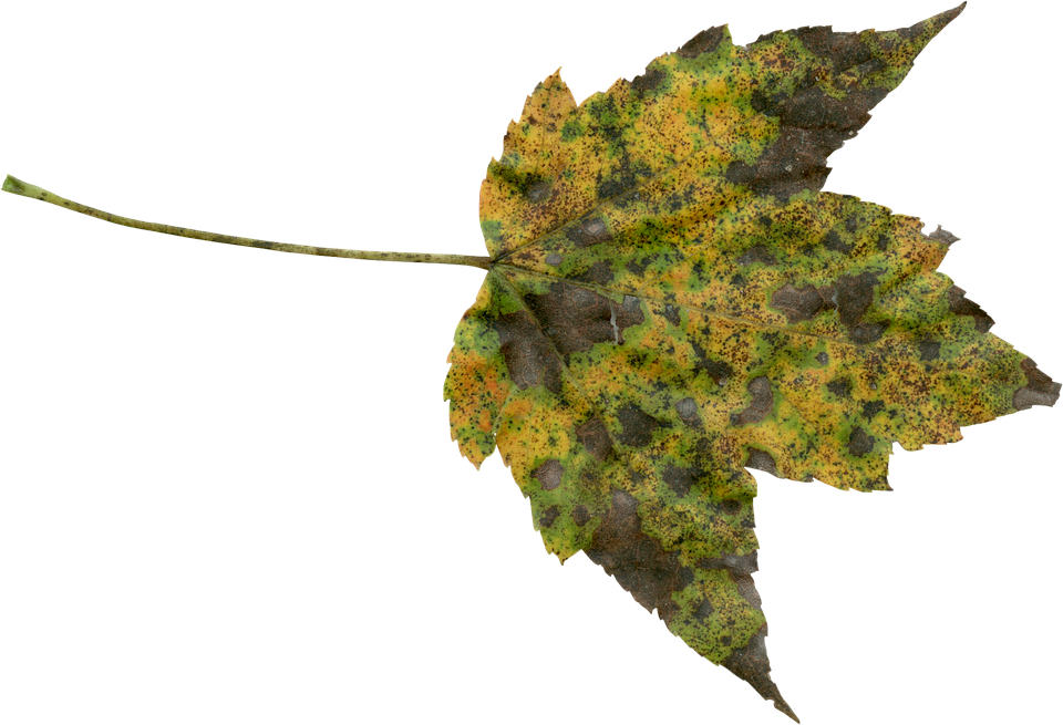 Autumn Decay Leaf.png PNG image