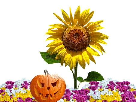 Autumn Halloween Sunflower Pumpkin PNG image