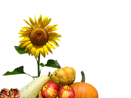 Autumn Harvest Sunflowerand Gourds PNG image