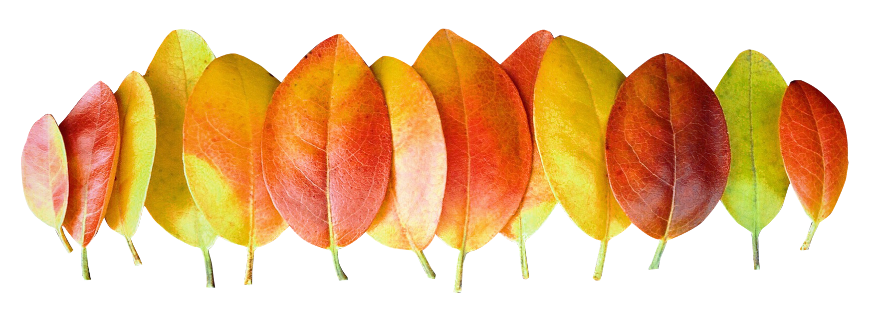Autumn Leaf Color Gradient.png PNG image