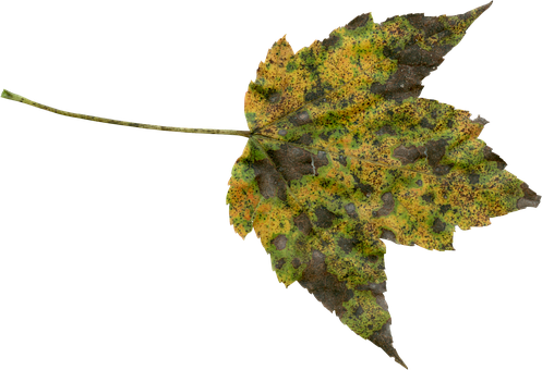 Autumn Leaf Texture PNG image