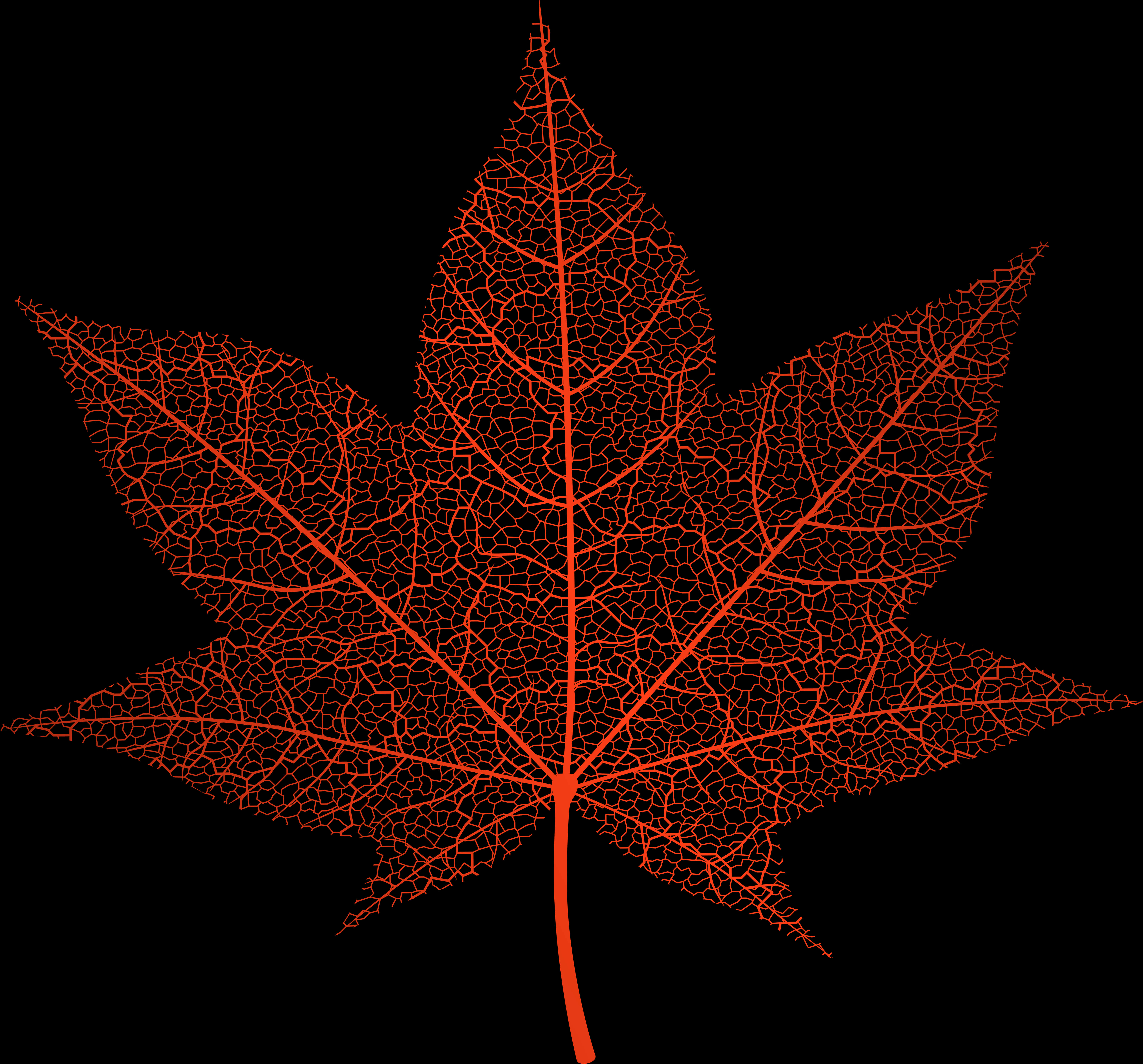 Autumn_ Leaf_ Vein_ Structure PNG image