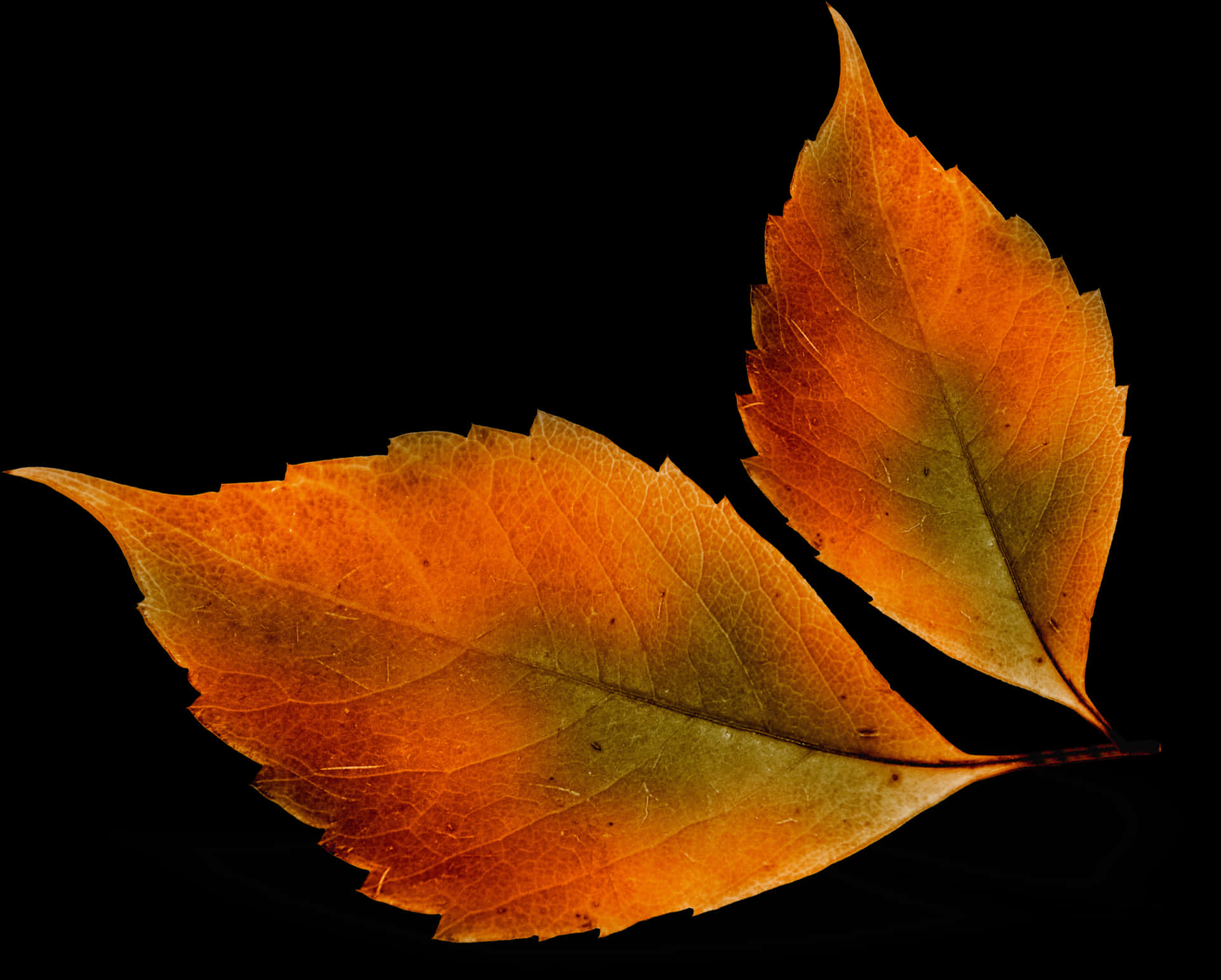 Autumn_ Leaves_ Against_ Black_ Background PNG image