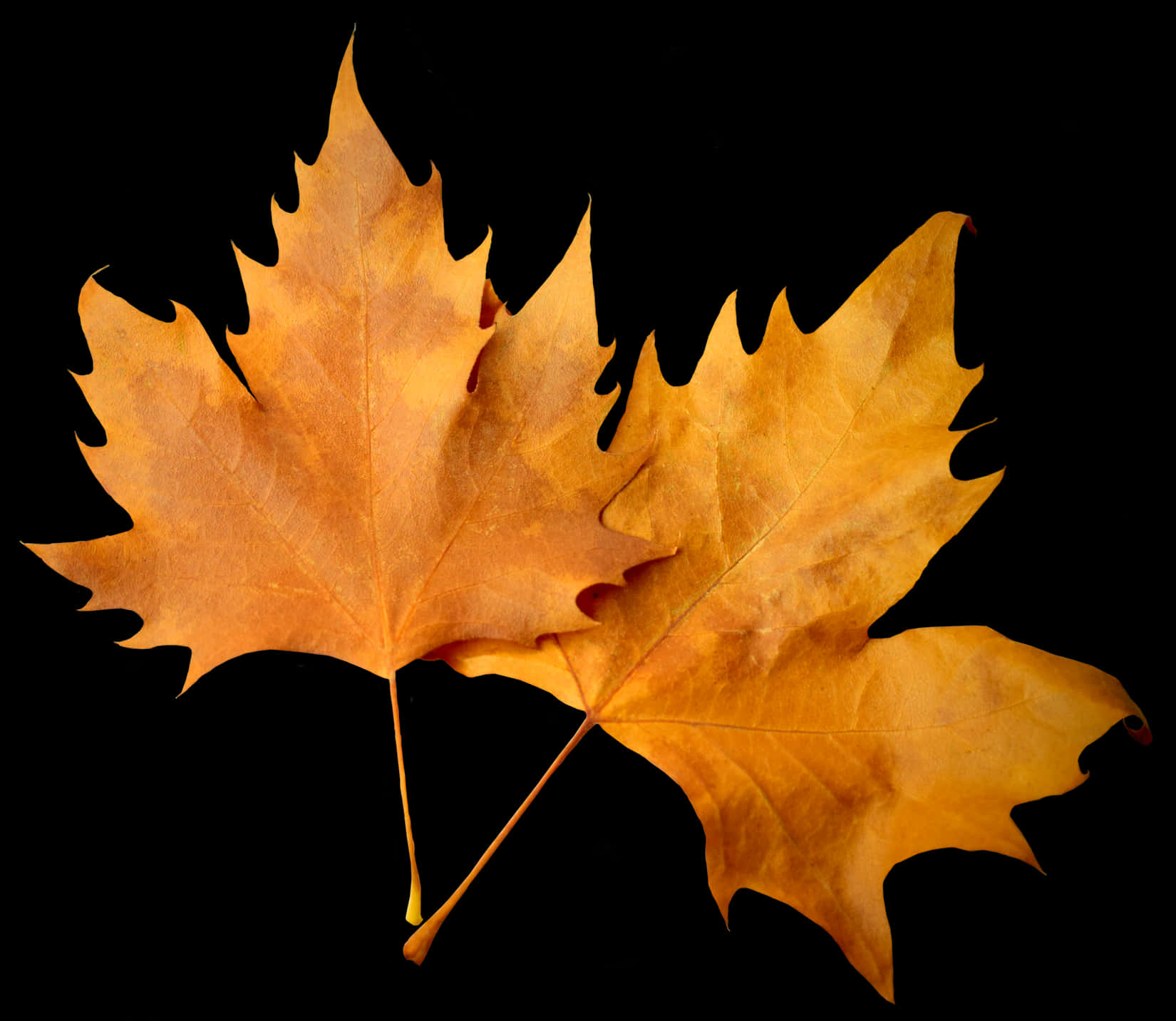 Autumn Leaves Black Background PNG image