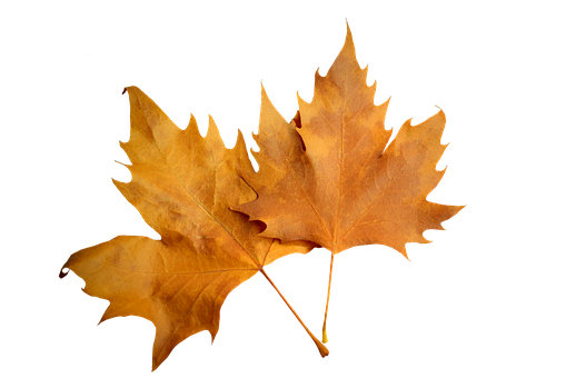 Autumn Leaves Black Background.jpg PNG image