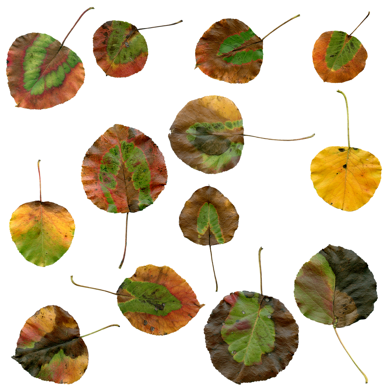 Autumn Leaves Collage PNG image