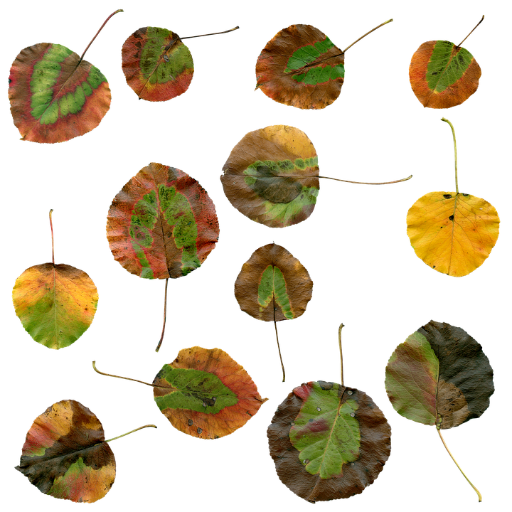 Autumn Leaves Collage PNG image